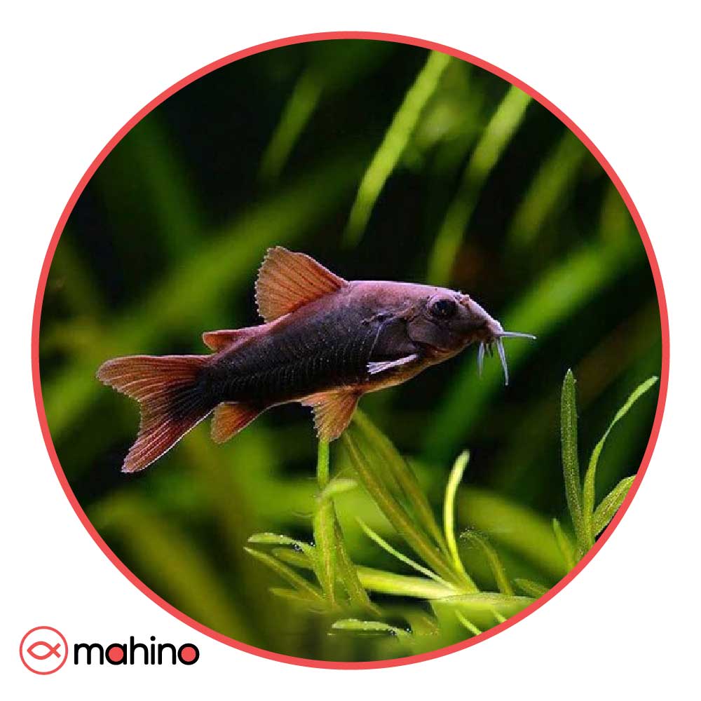 ماهی کوریدوراس بلک ونزوئلا