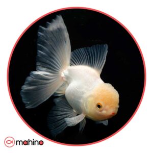 ماهی گلدفیش اوراندا وایت کپ