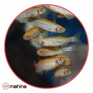 پک ماهی زبرا خوراک 10 عددی