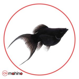 ماهی مولی بالن بلک دم عقربی