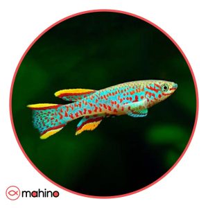 ماهی کیلی فیش گاردنری