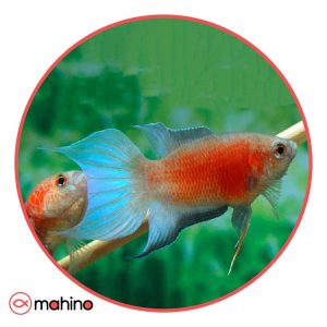 ماهی گورامی بهشتی