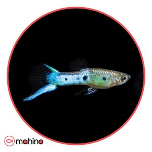 ماهی گوپی اندلر آبی ژاپنی