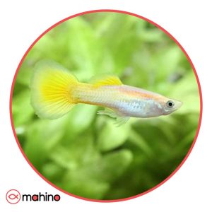 ماهی گوپی یلو وایت (جفت)